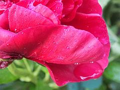 peony14 (39)